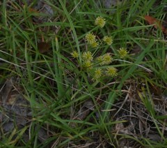 Cyperus croceus