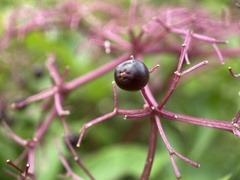 Sambucus canadensis