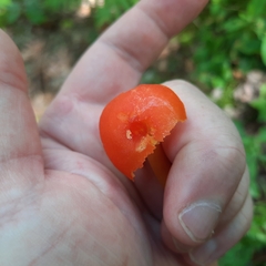 Hygrocybe coccinea