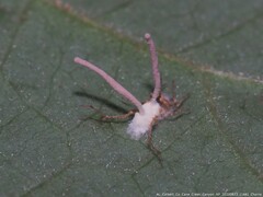 Gibellula