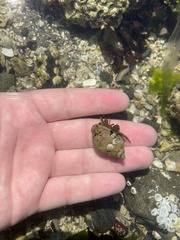 Pagurus granosimanus