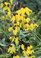 Rudbeckia fulgida