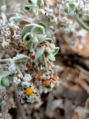 Chenopodium curvispicatum