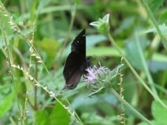 Erynnis zarucco