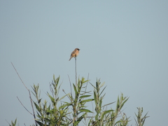 Saxicola stejnegeri