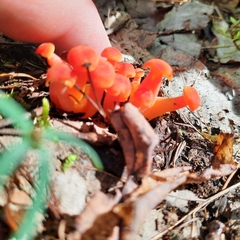 Hygrocybe coccinea