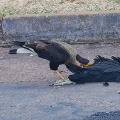 Caracara plancus