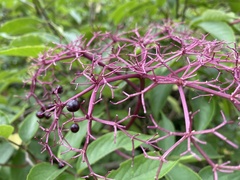 Sambucus canadensis