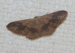 Idaea halmaea