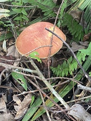 Boletus subvelutipes