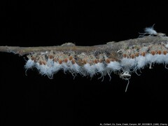 Grylloprociphilus imbricator