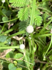 Cyperus mindorensis