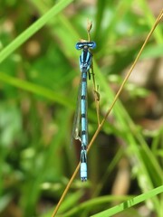 Enallagma doubledayi