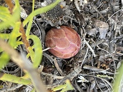 Protea