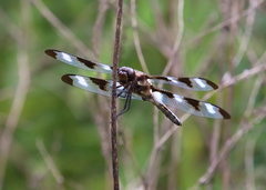 Libellula pulchella