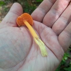 Hygrocybe coccinea