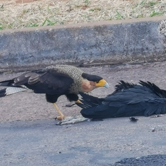 Caracara plancus