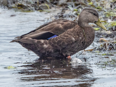 Anas rubripes