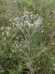 Eupatorium leucolepis