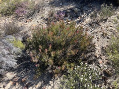Protea