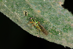 Raphiocerinae