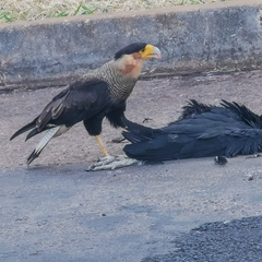 Caracara plancus