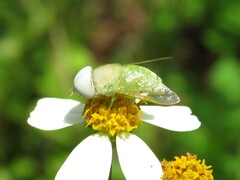 Chlorotabanus crepuscularis