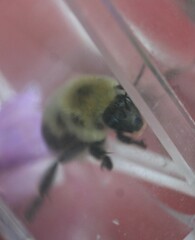 Bombus bimaculatus