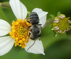 Megachile petulans