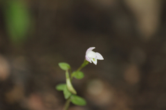 Triphora trianthophoros