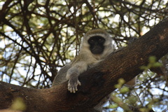 Chlorocebus pygerythrus hilgerti