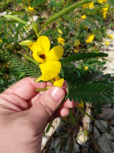 Ein weiteres Foto von Partridge pea