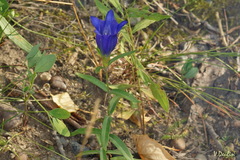 Gentiana pneumonanthe