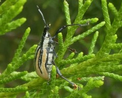 Diaprepes abbreviatus