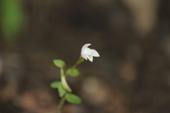 Triphora trianthophoros