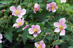 Eriocapitella hupehensis