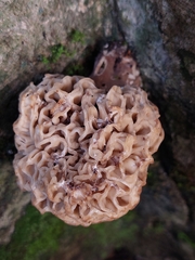 Wynnea sparassoides