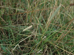 Phleum bertolonii