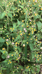 Galinsoga quadriradiata
