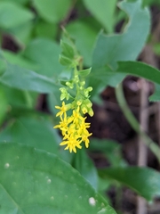 Solidago ulmifolia
