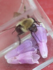Bombus bimaculatus