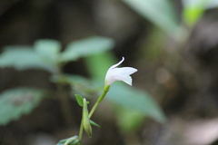 Triphora trianthophoros