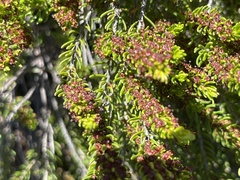 Erica coarctata