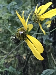 Helianthus divaricatus
