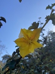 Fremontodendron