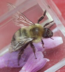 Bombus bimaculatus