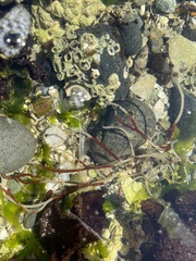 Gracilariopsis