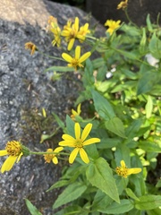 Arnica latifolia