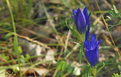 Gentiana pneumonanthe