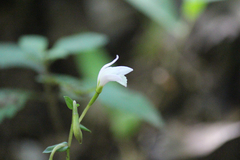 Triphora trianthophoros